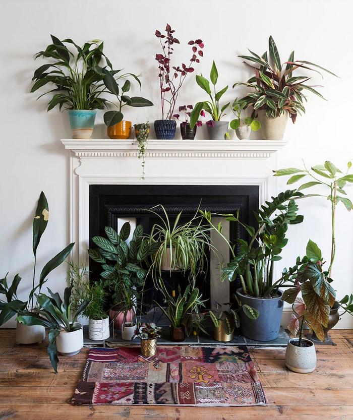 House plants surrounding a fireplace in a bright living room.